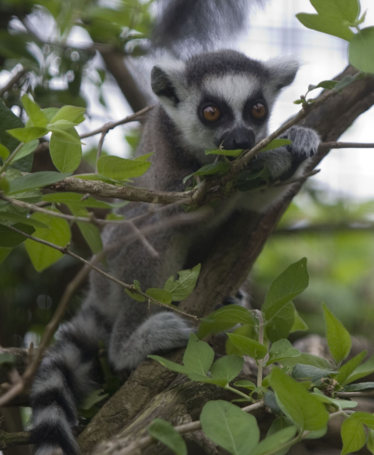 2016: Scovill Zoo Animals